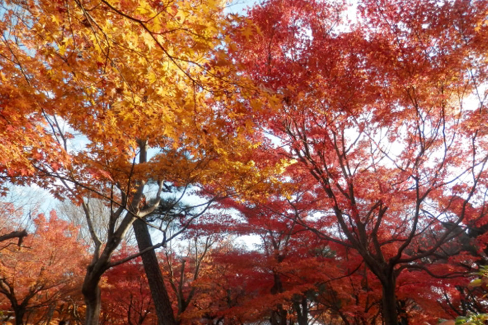 東福寺の紅葉