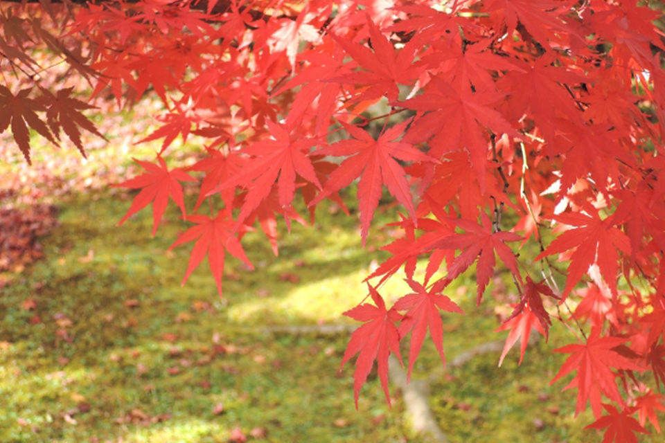 永観堂の紅葉