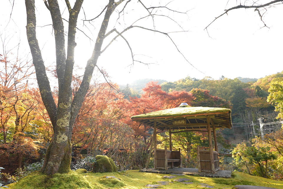 白龍園 紅葉 京都
