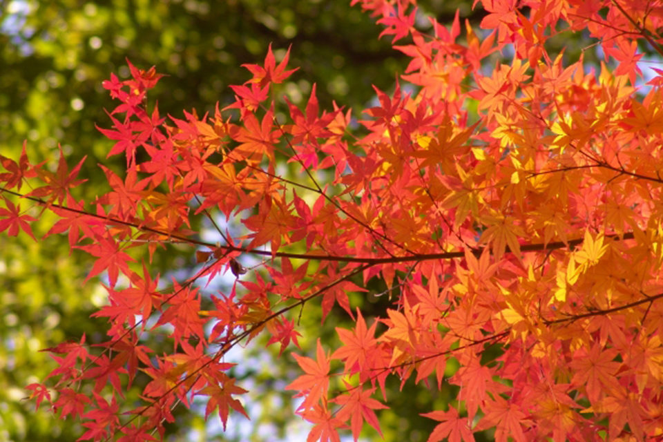 紅葉イメージ