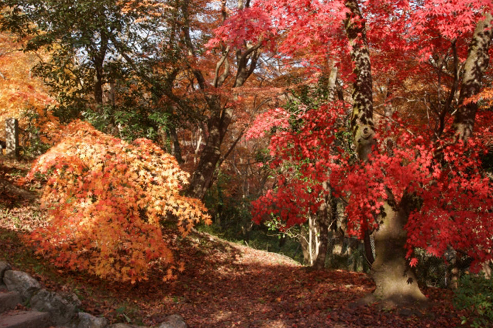 京都の紅葉の穴場スポット？！西山の紅葉の名所と見どころをご紹介！