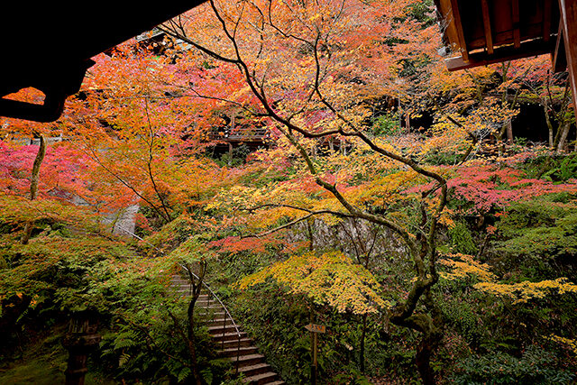 永観堂 紅葉 京都