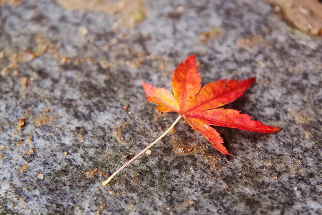 京都 紅葉 もみじ1枚