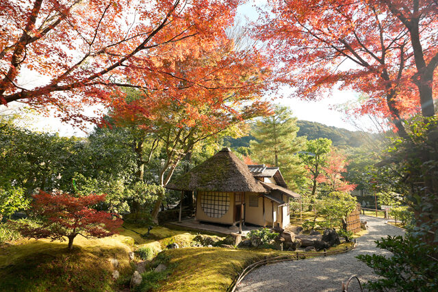 高台寺 紅葉 京都