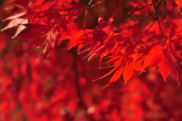京都 紅葉 赤グラデーション