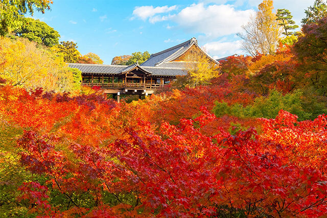 京都 東福寺 紅葉絶景
