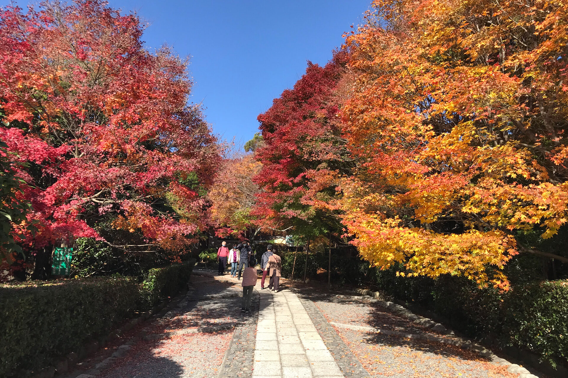 竜安寺 京都 紅葉