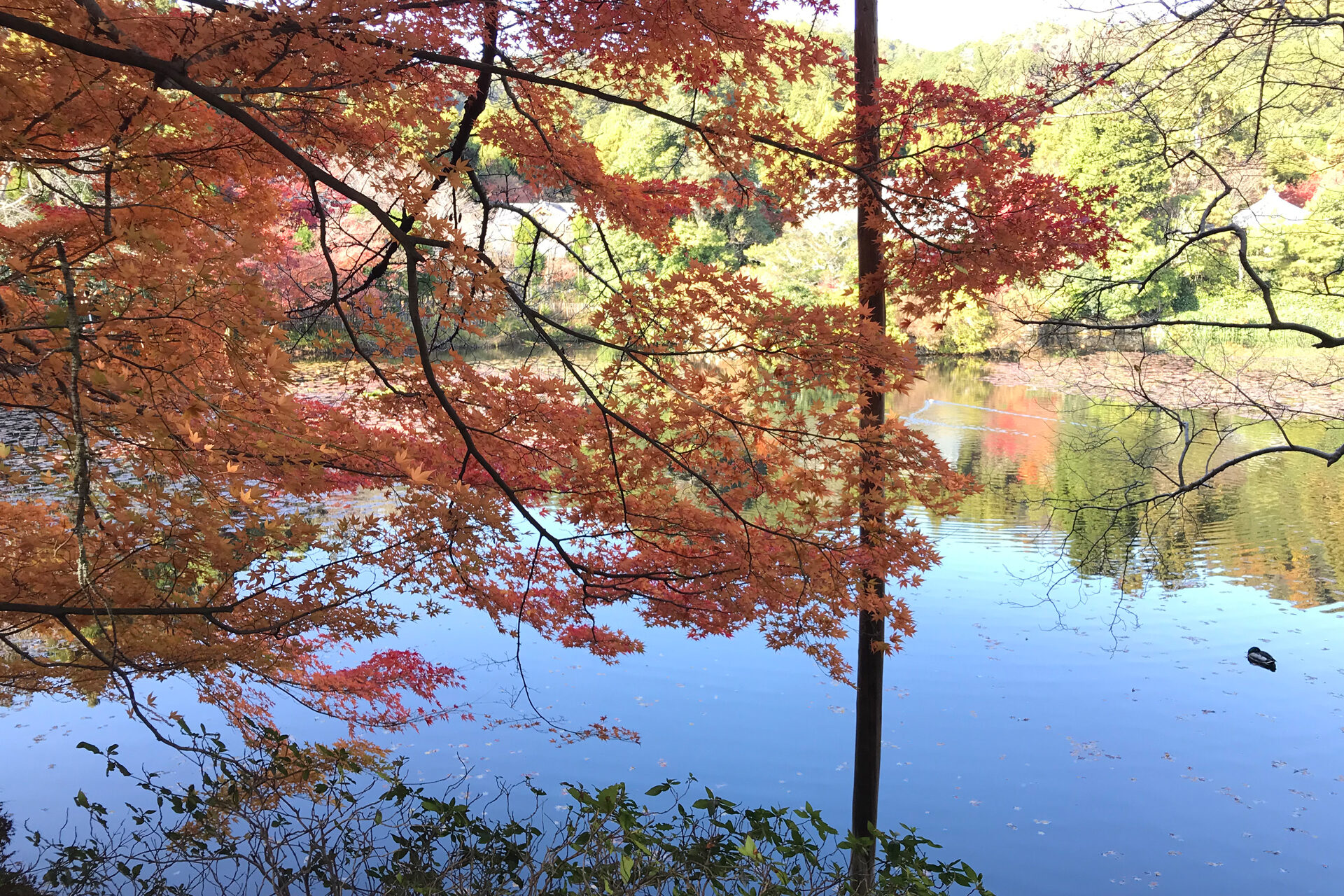 竜安寺 京都 紅葉