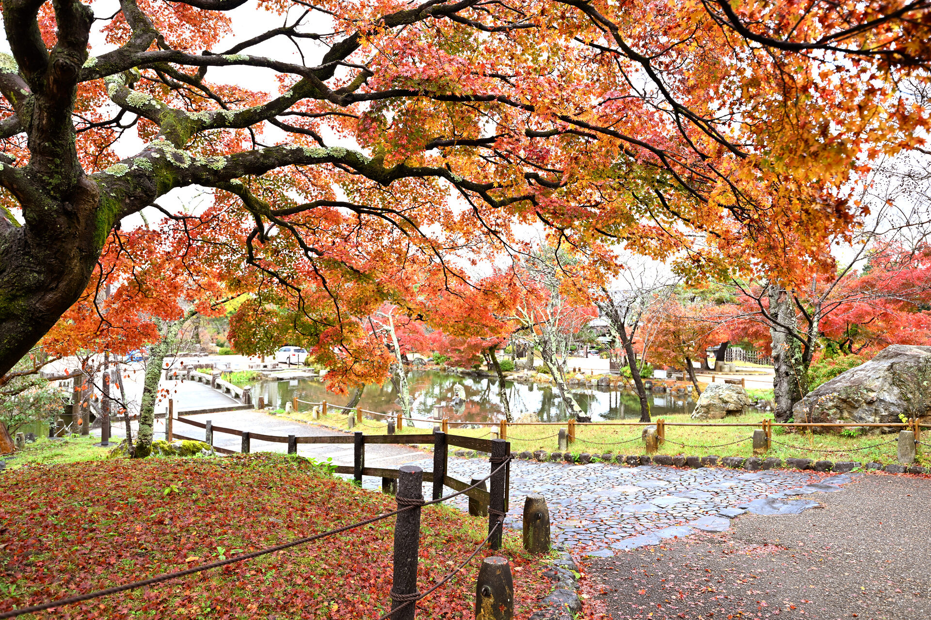 円山公園 京都 紅葉