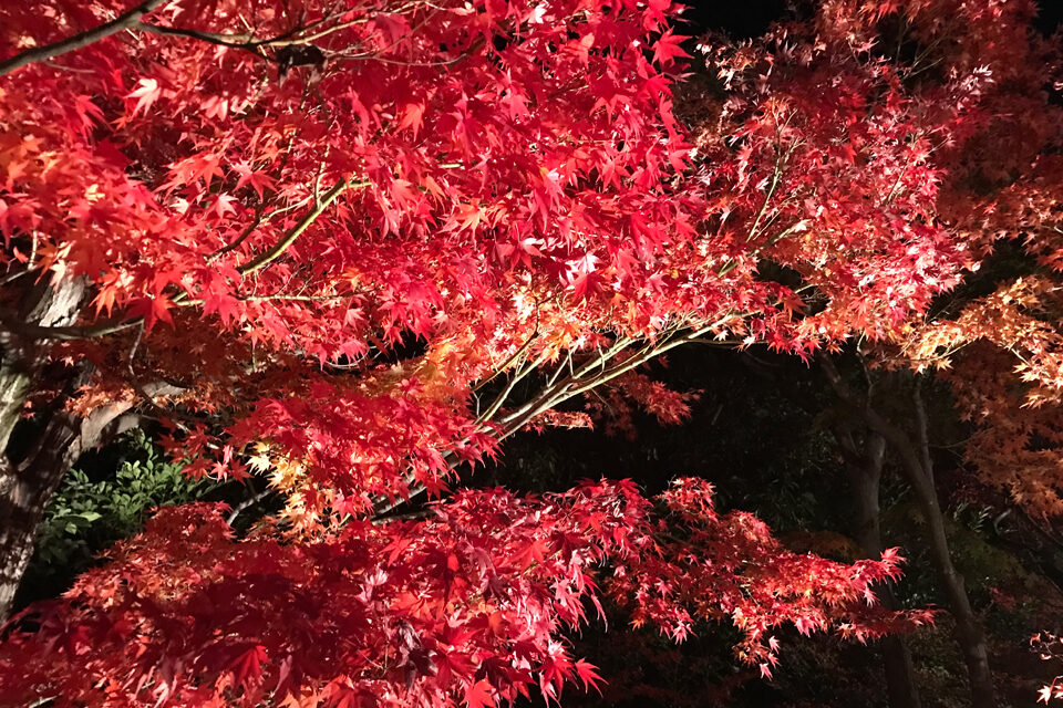 梅小路公園 京都　紅葉