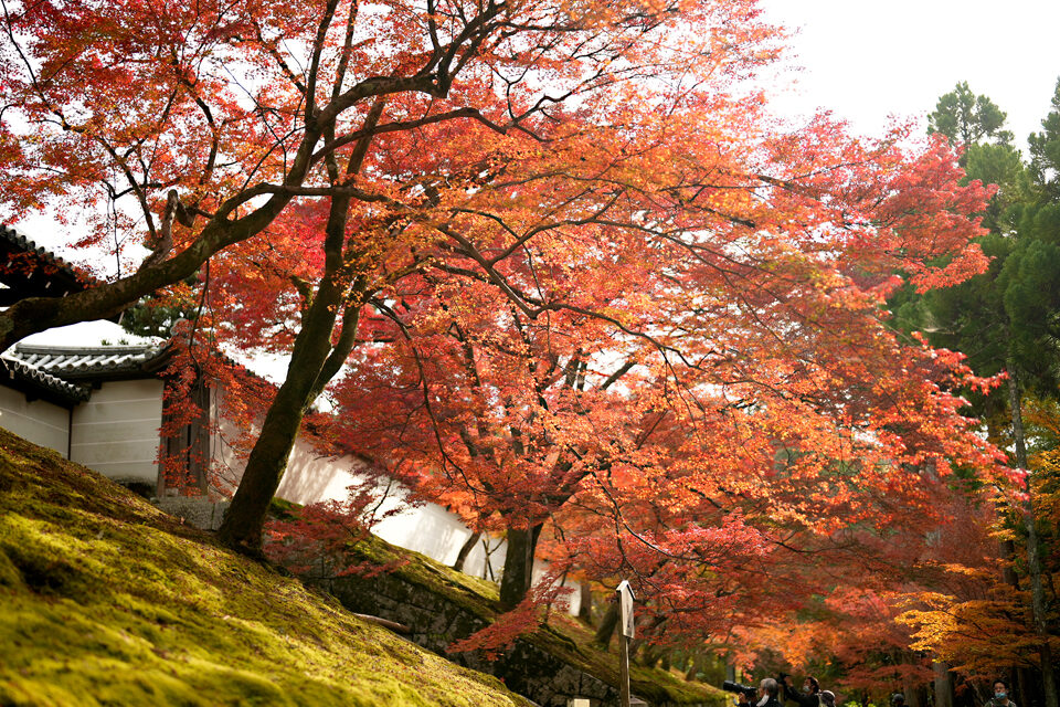 曼殊院 京都 紅葉