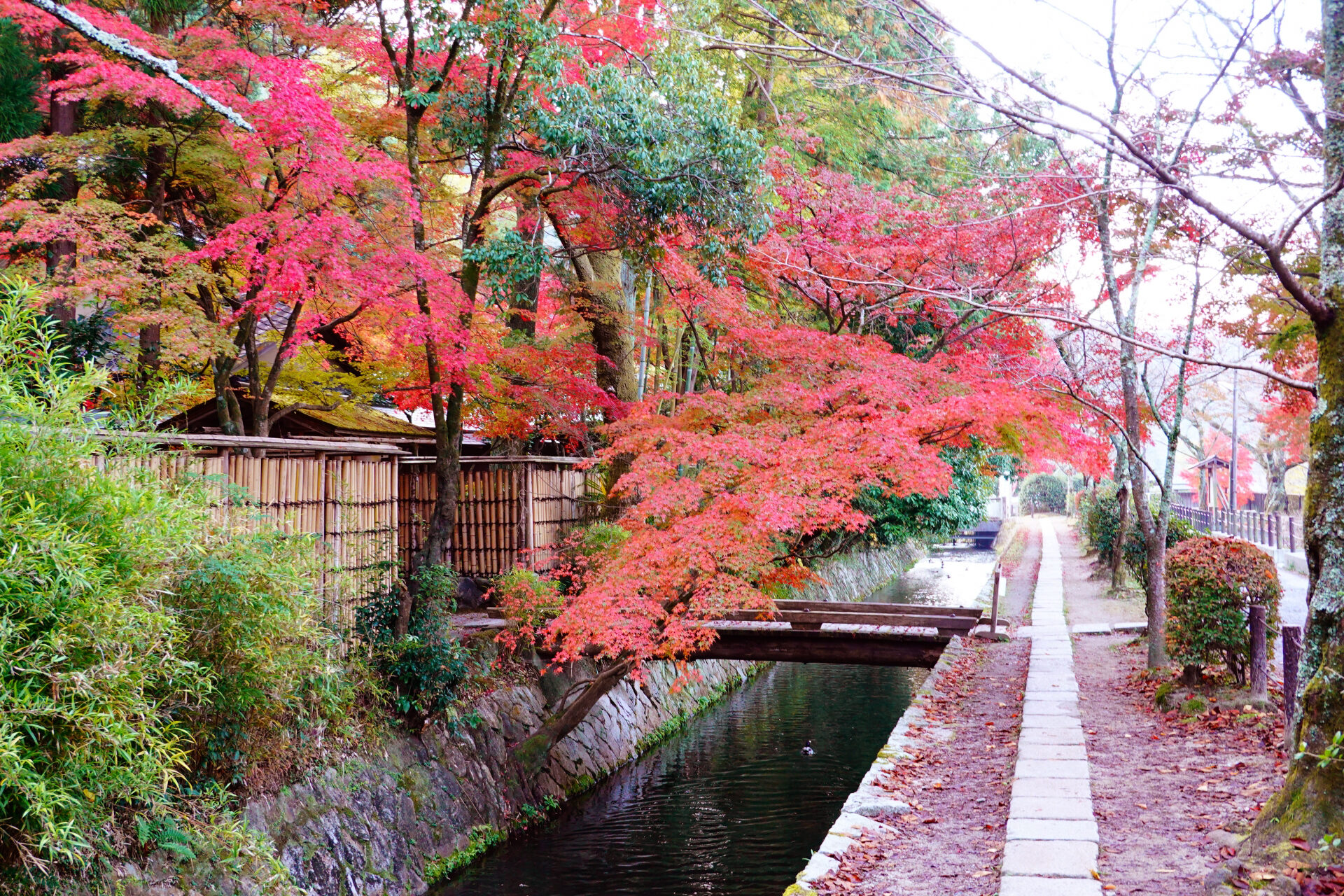 哲学の道 紅葉 京都