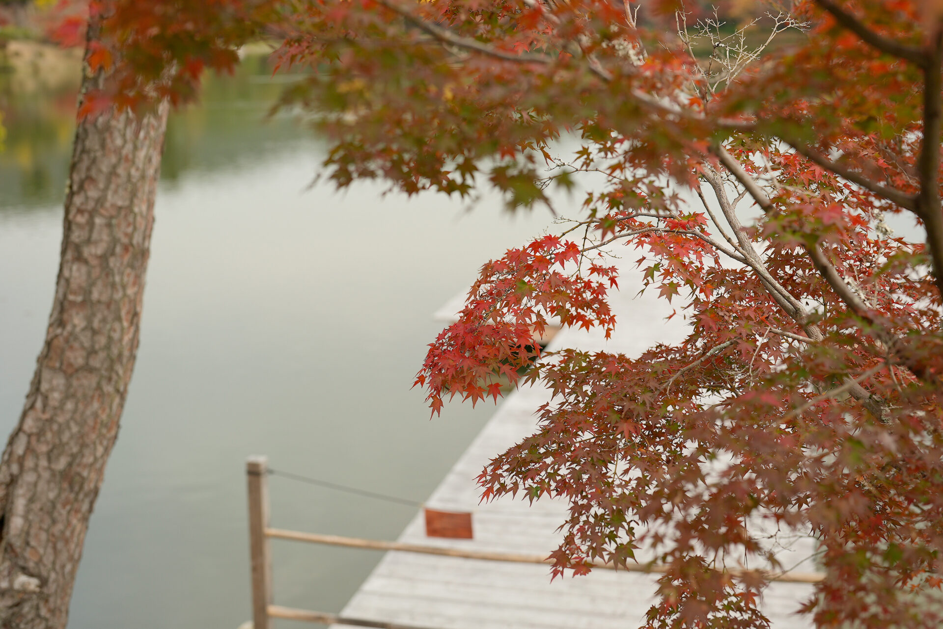 大覚寺 紅葉 京都