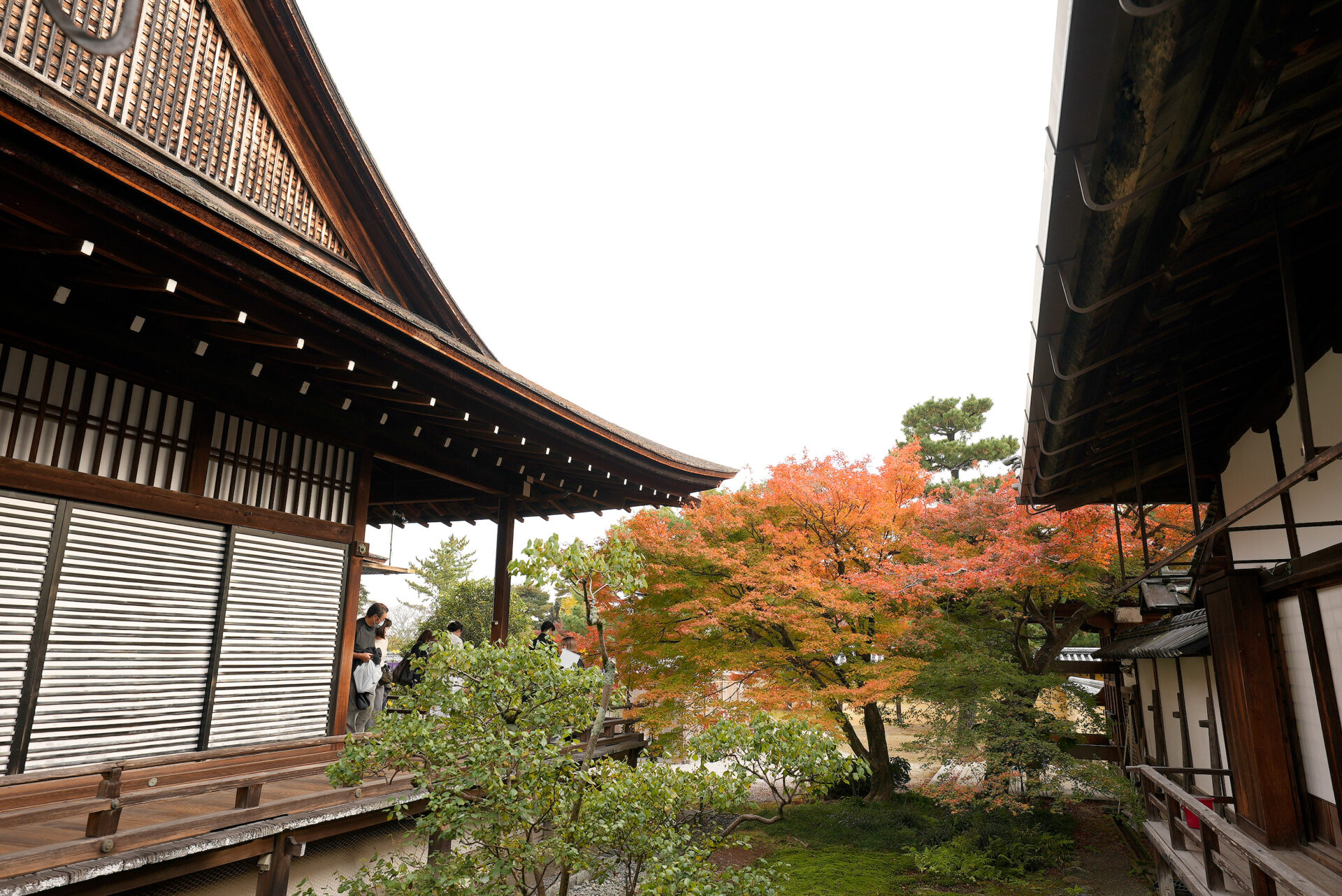 大覚寺 紅葉 京都