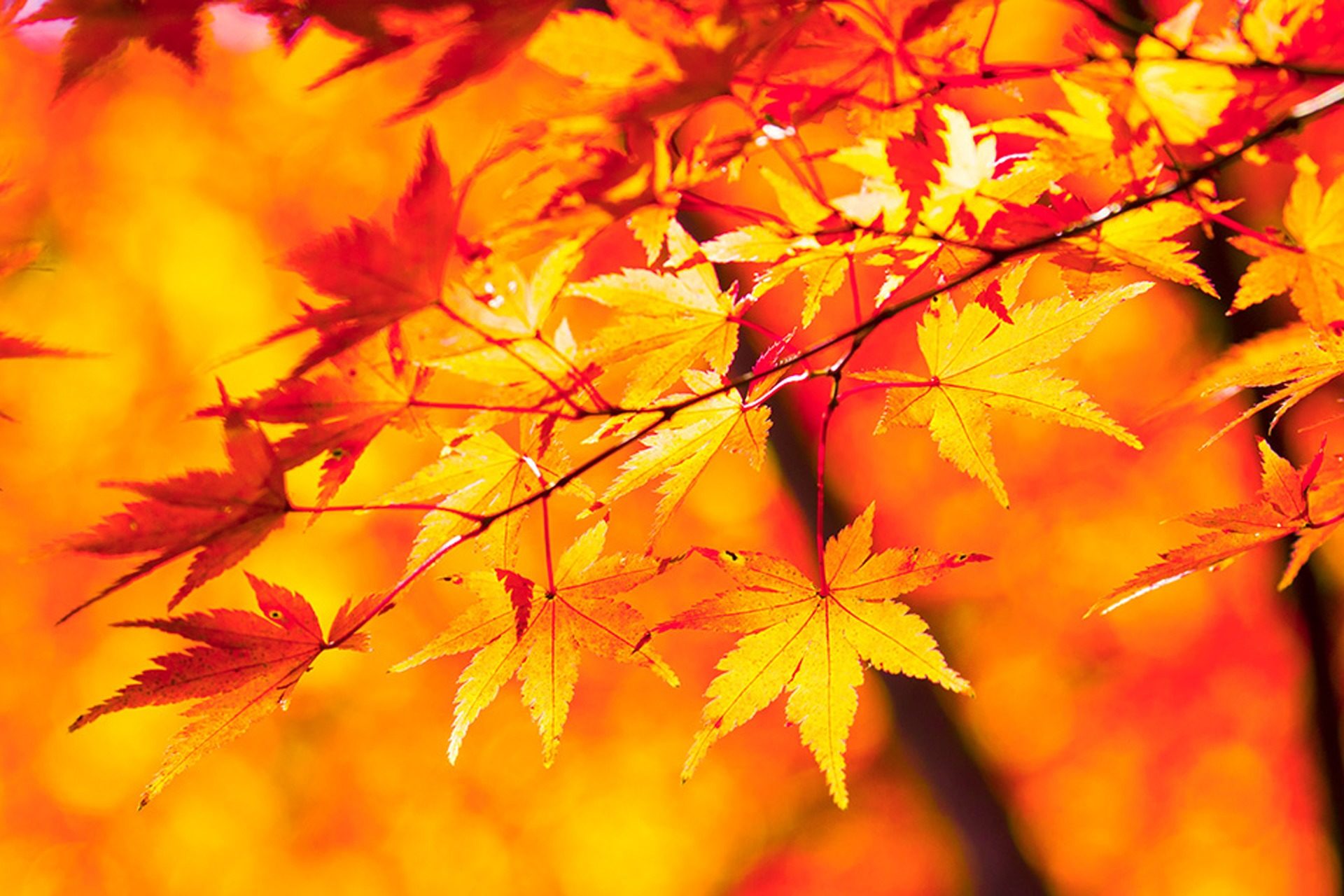 知恩院 京都 紅葉