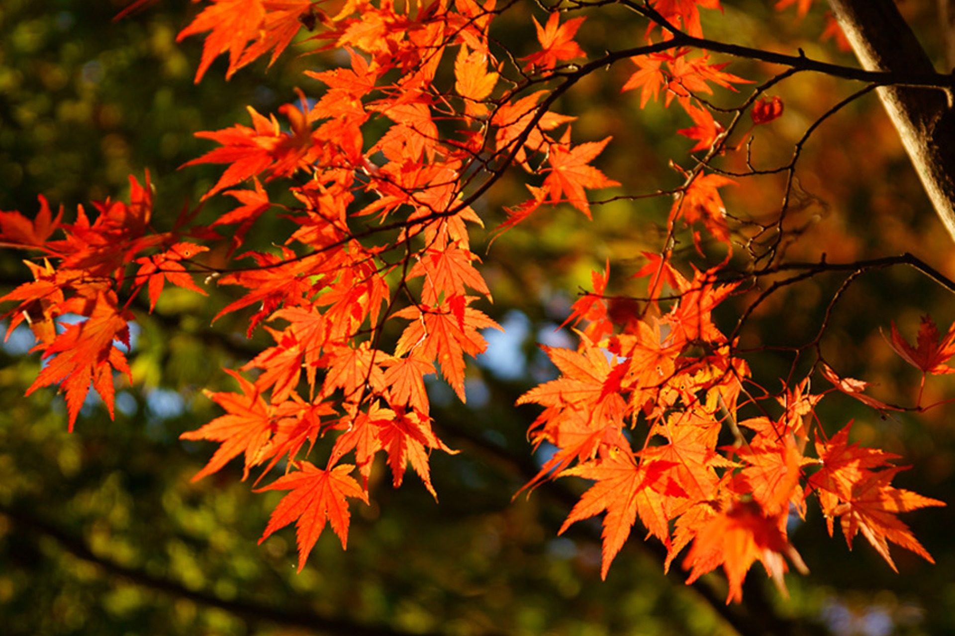 鞍馬寺 京都　紅葉