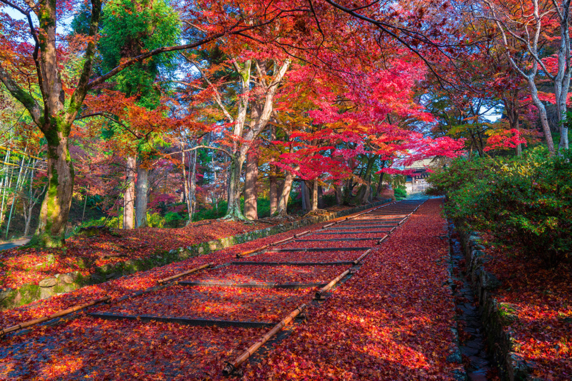 毘沙門堂門跡 京都 紅葉