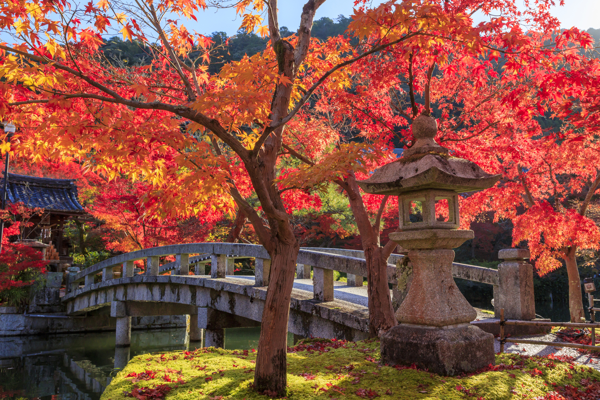 永観堂 京都 紅葉