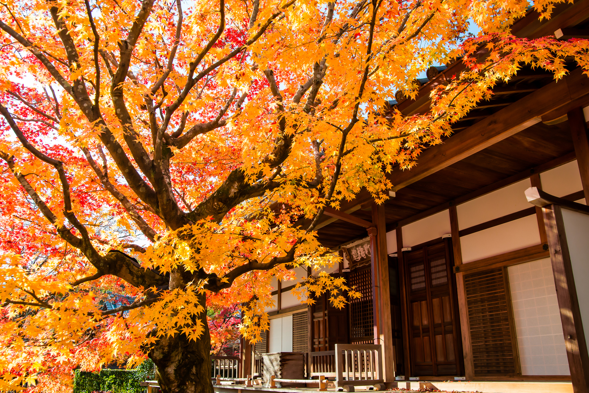 常寂光寺 京都 紅葉