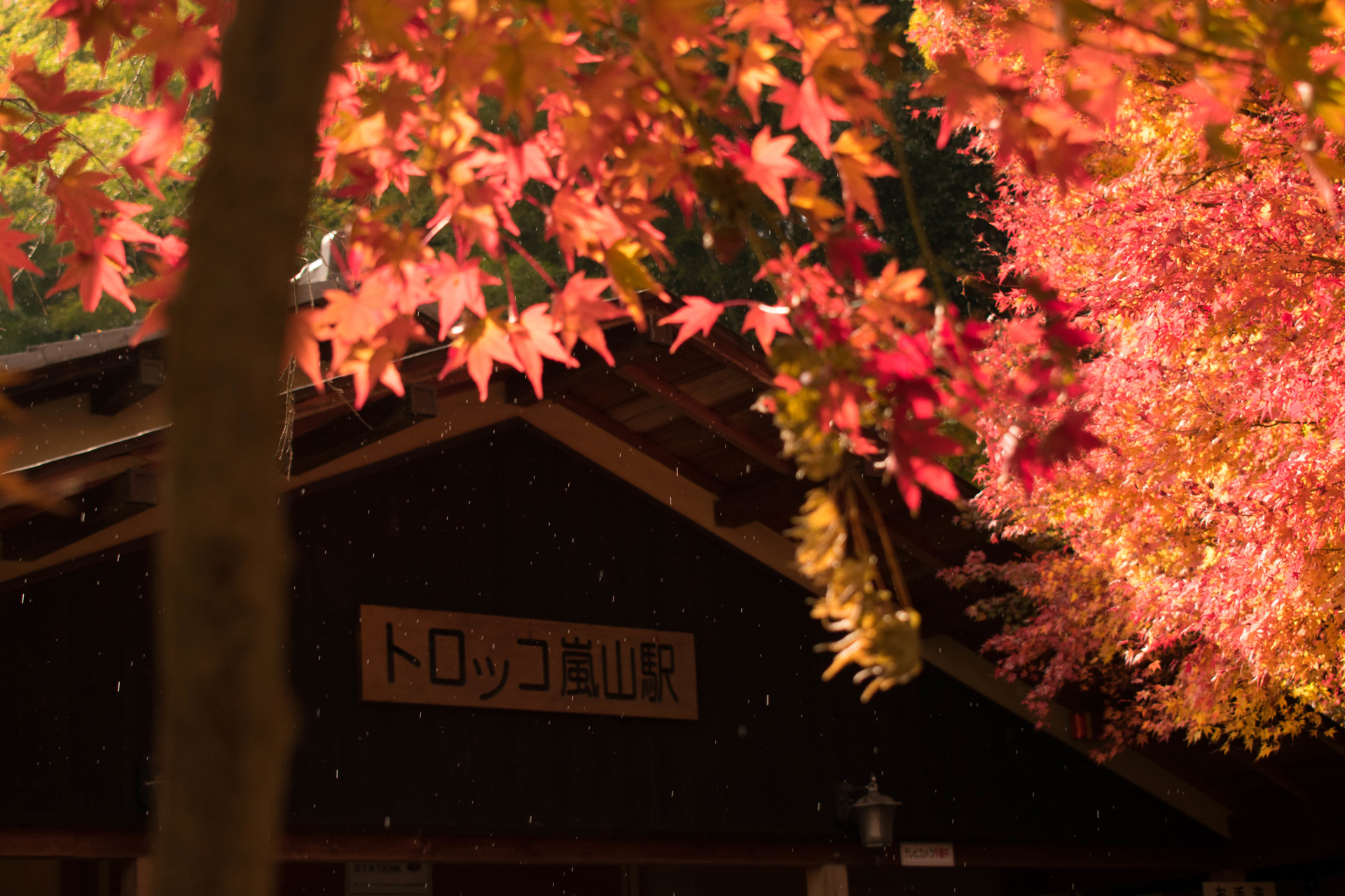 嵯峨野 トロッコ 京都