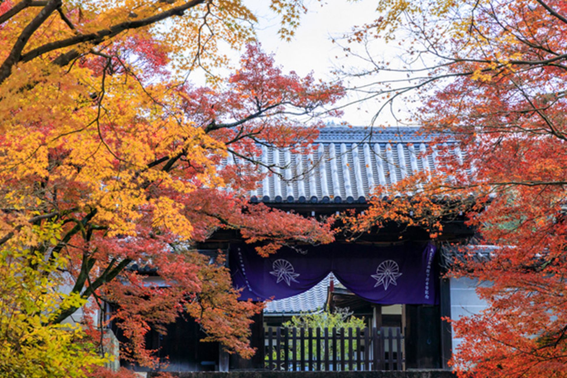 曼殊院 京都　紅葉