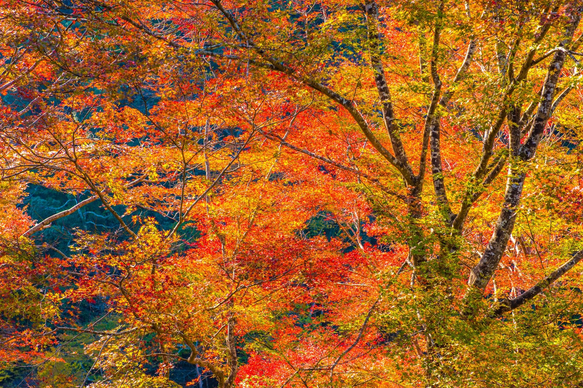 二尊院 京都 紅葉
