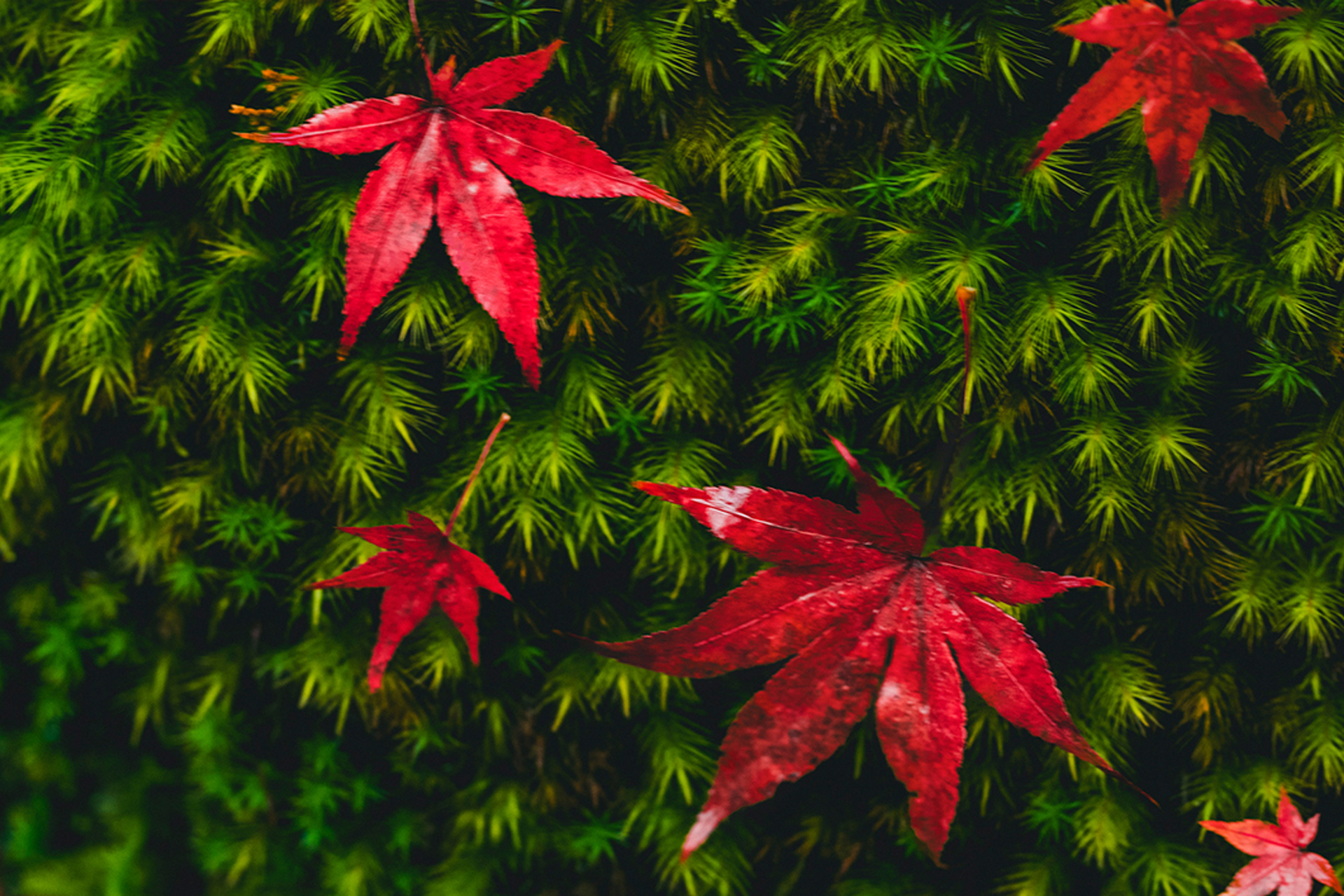 京都 三千院 紅葉