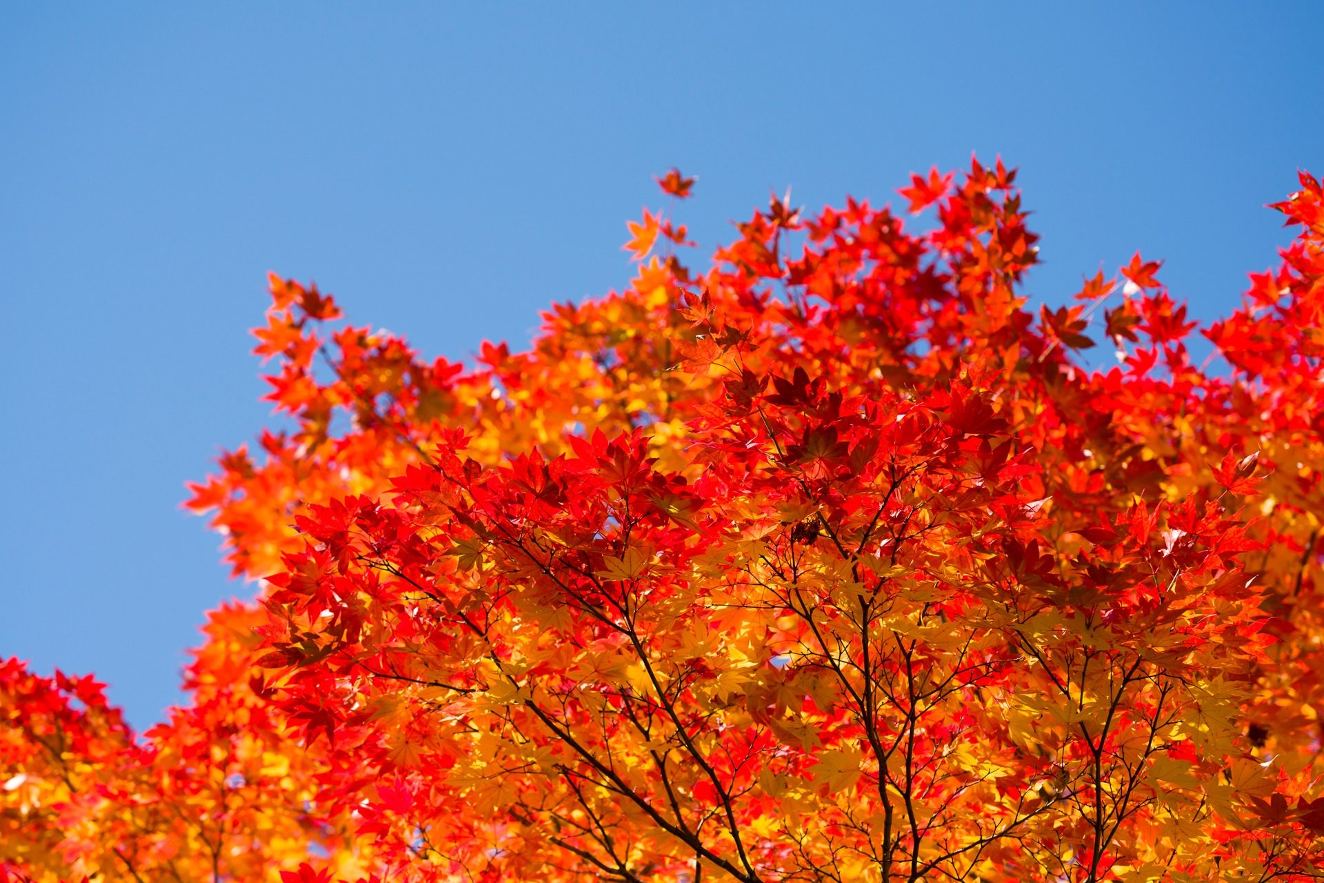 真如堂 京都 紅葉