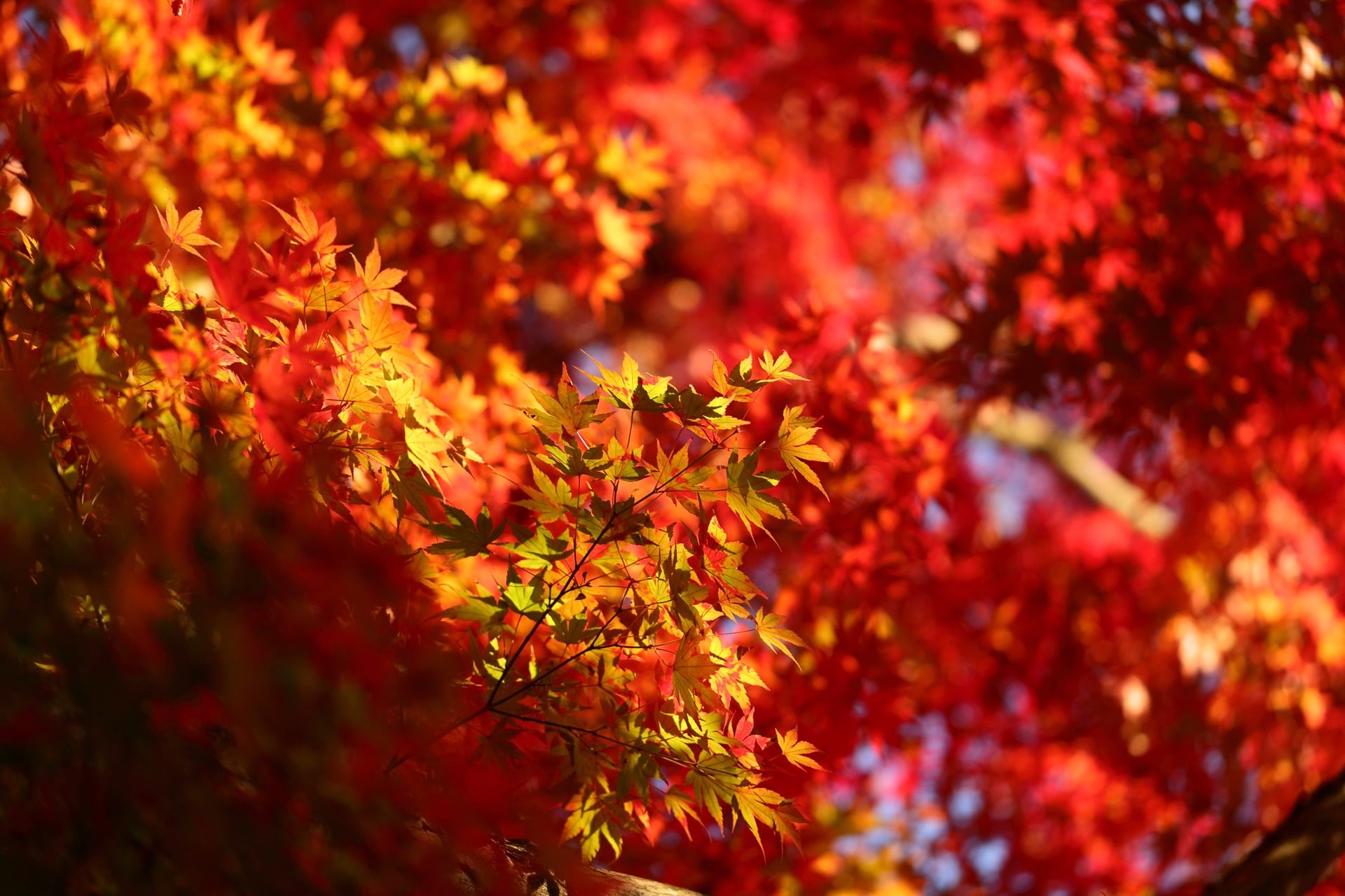 哲学の道 京都 紅葉