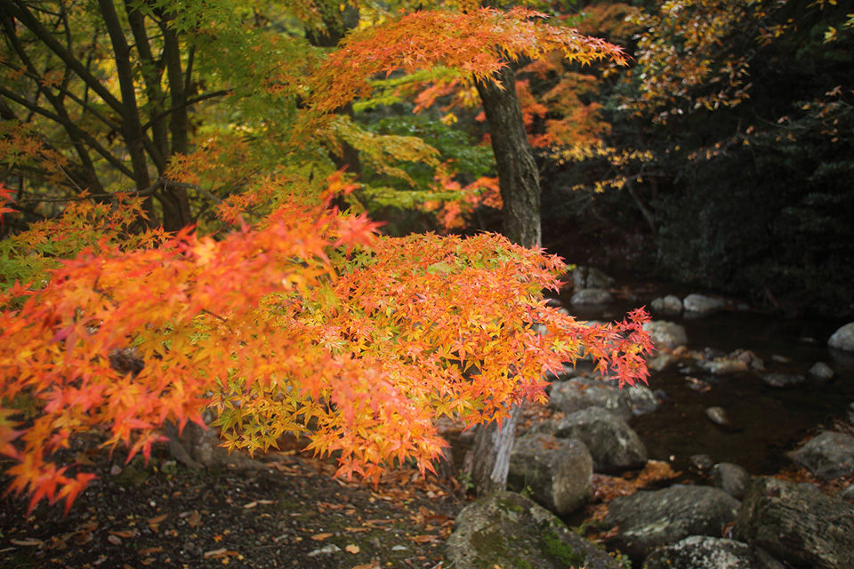 紅葉