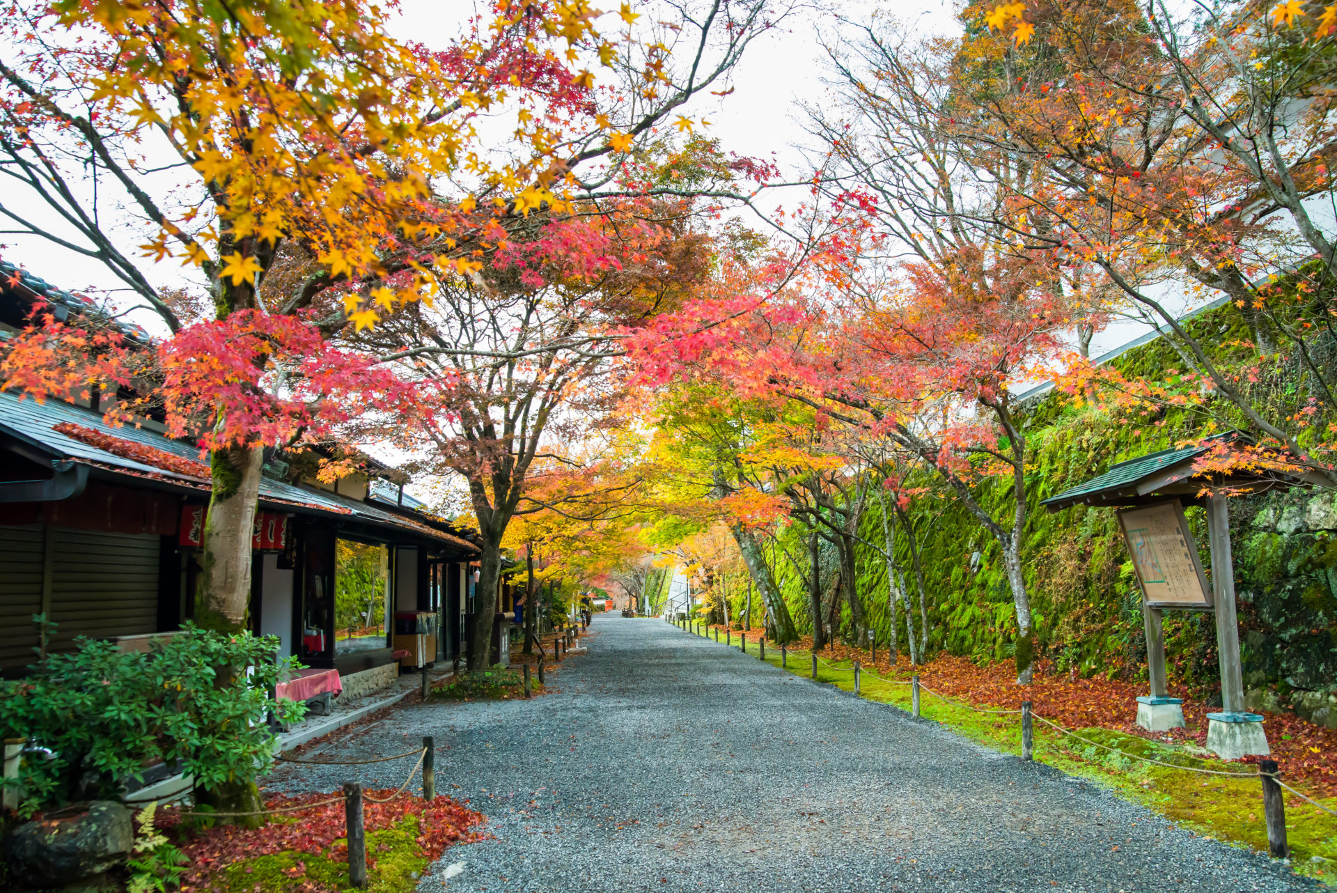 京都 大原三千院 紅葉の参道