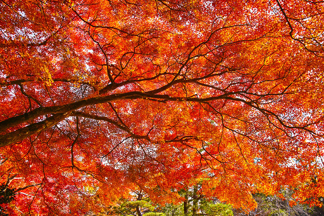 京都嵯峨野の紅葉