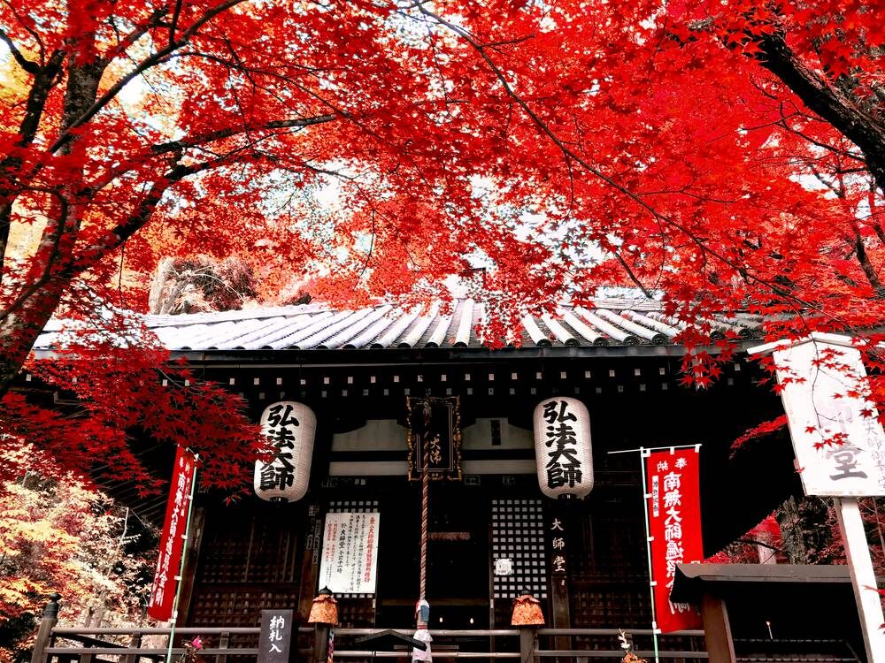 今熊野観音寺大師堂 紅葉t