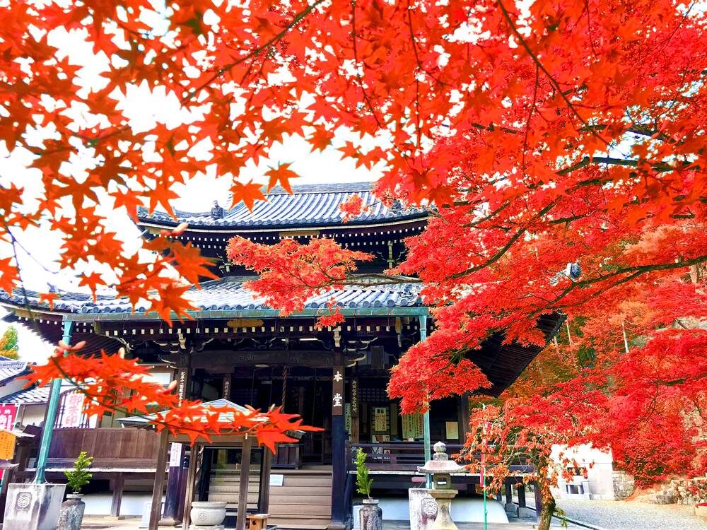 今熊野観音寺本堂 紅葉