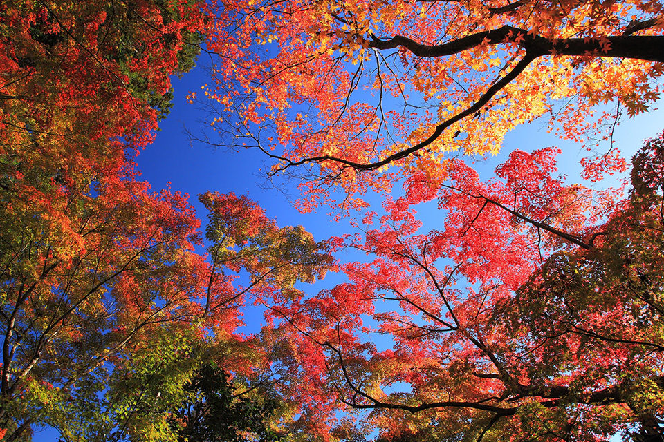 秋だけの特別拝観！2020年の京都の紅葉で、今までとは違う感動を！