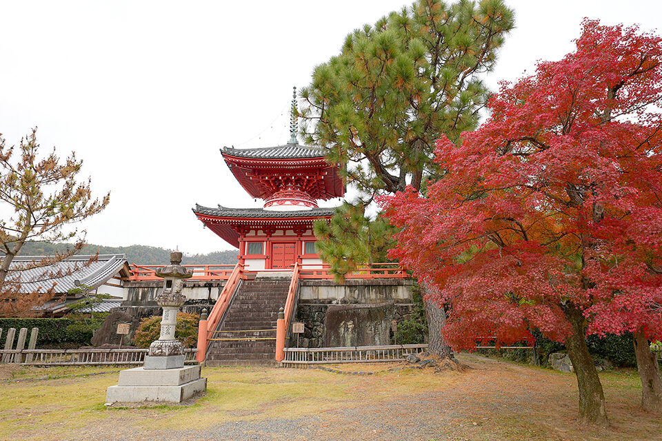 大覚寺　紅葉　京都