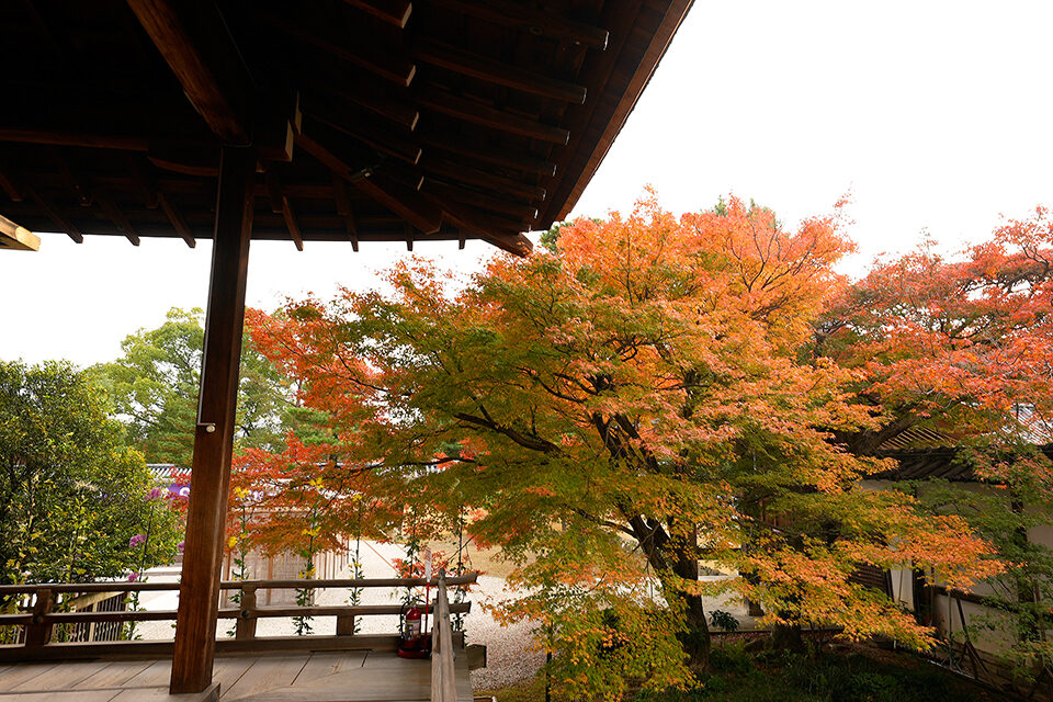 大覚寺　紅葉　京都