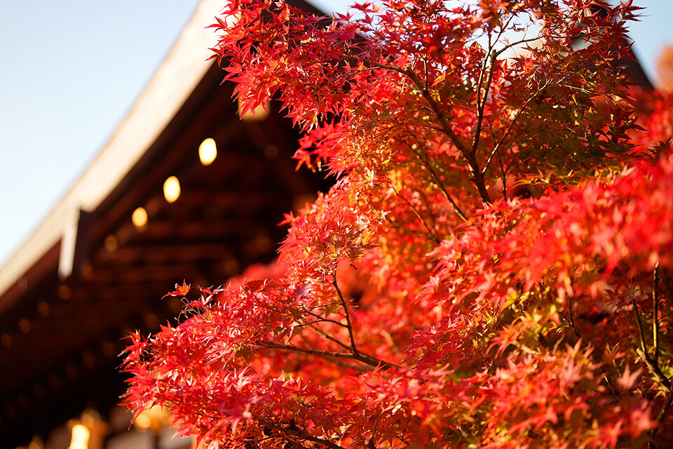 北野天満宮もみじ苑 紅葉 京都