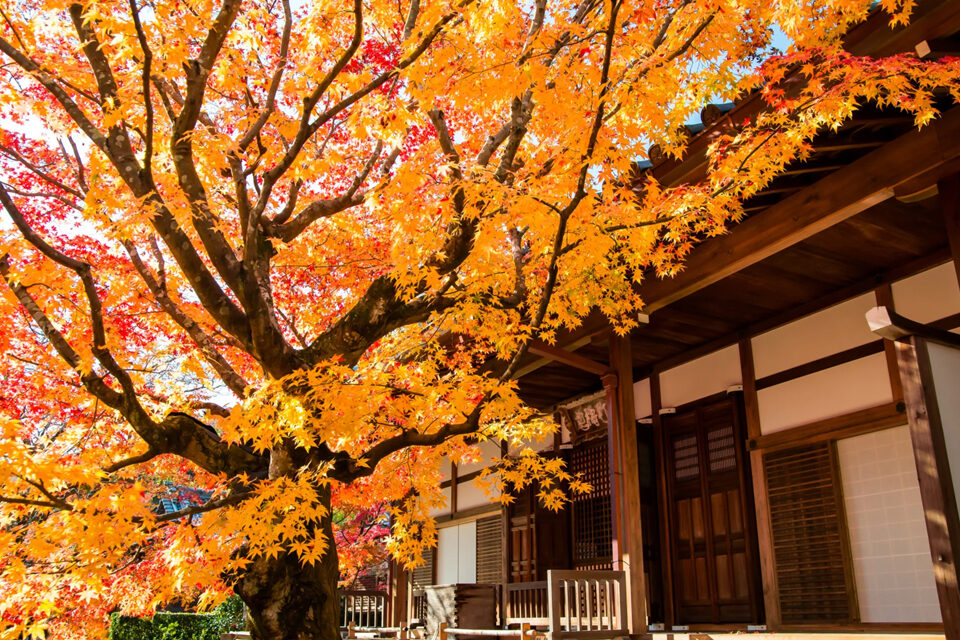 常寂光寺 紅葉 グラデーション