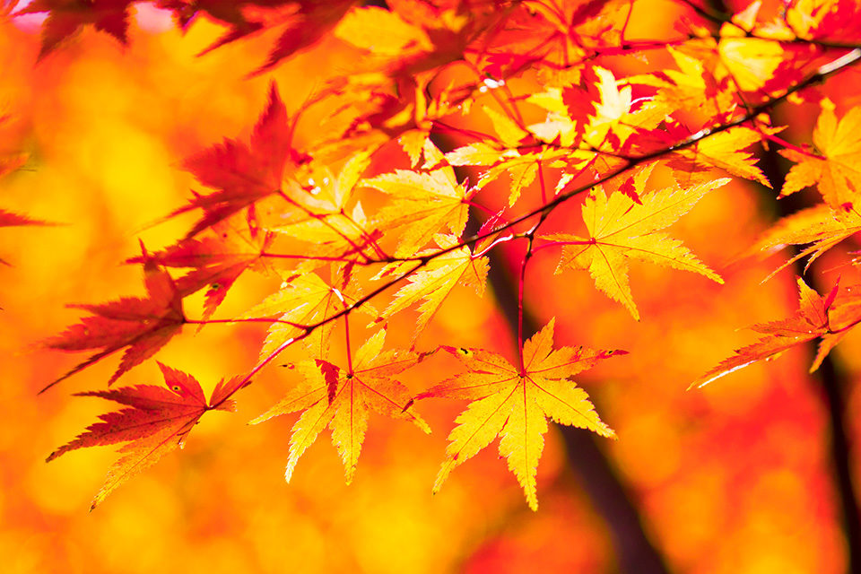 植物園の紅葉