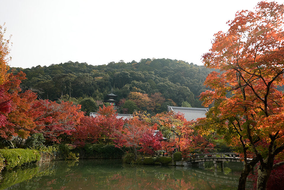 永観堂 紅葉 京都