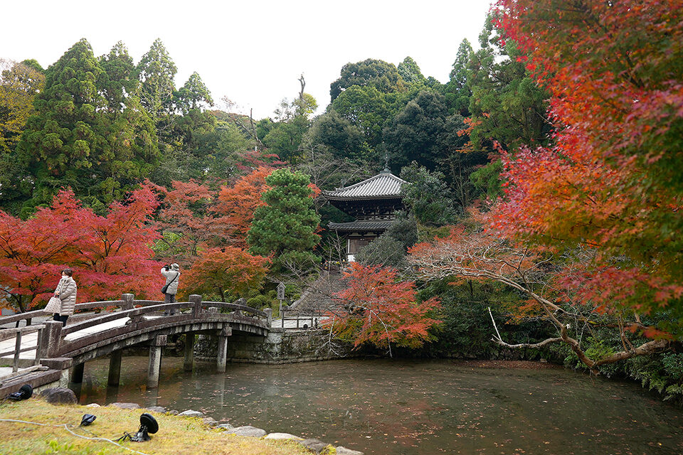 知恩院 紅葉 京都