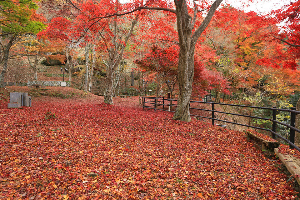 笠置山もみじ公園