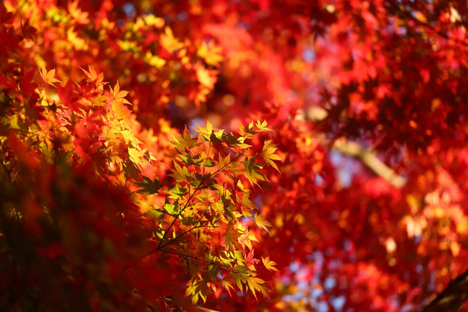 京都紅葉