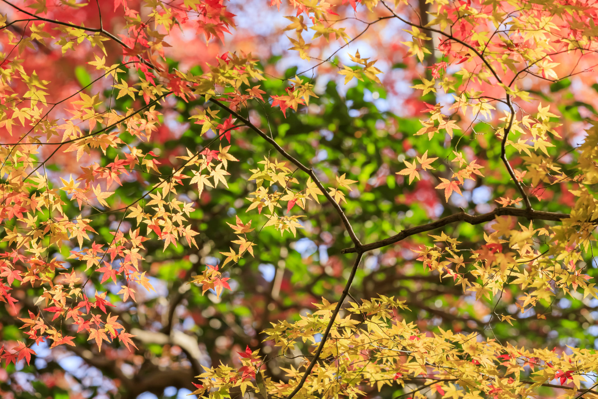 紅葉・もみじ