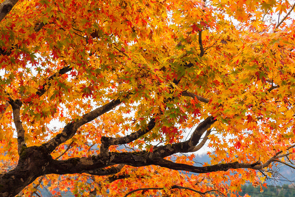 紅葉