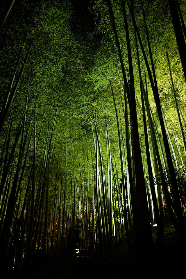 高台寺 竹林 ライトアップ 京都