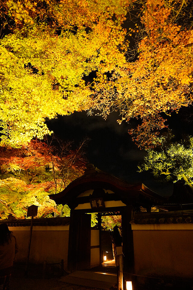 高台寺開山堂 紅葉 ライトアップ 京都