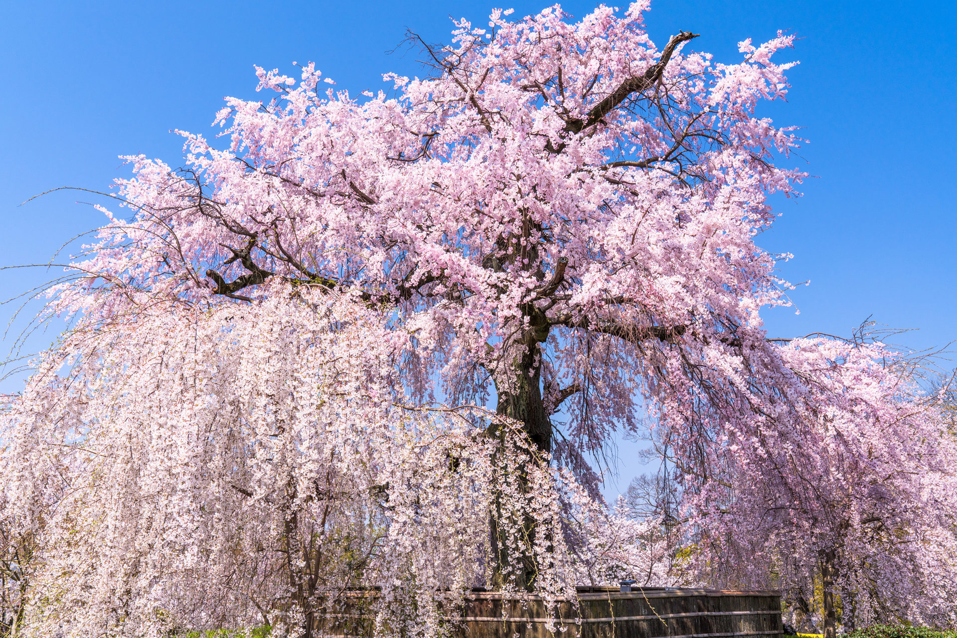《京都府》円山公園・しだれ桜