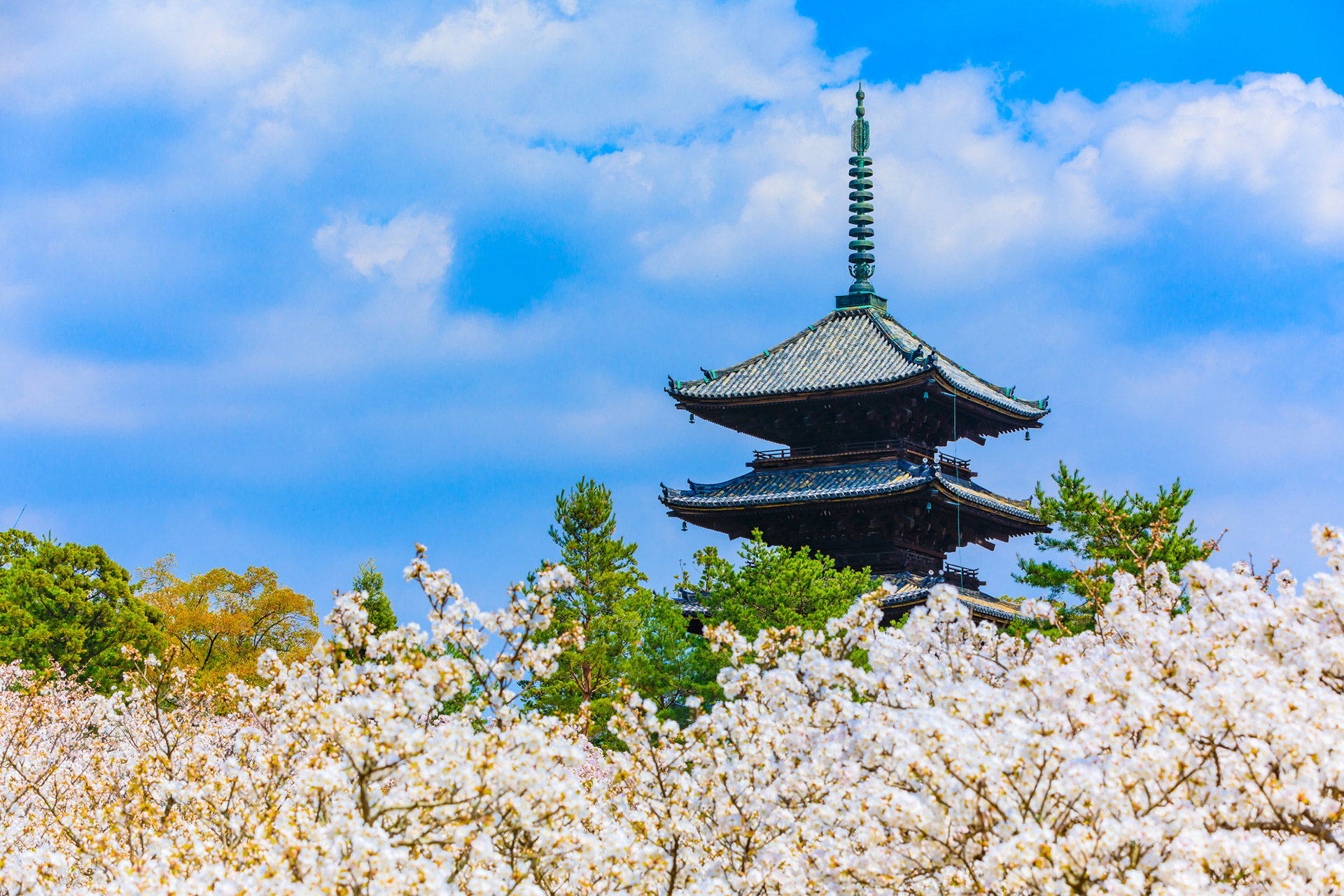 京都-仁和寺-御室桜